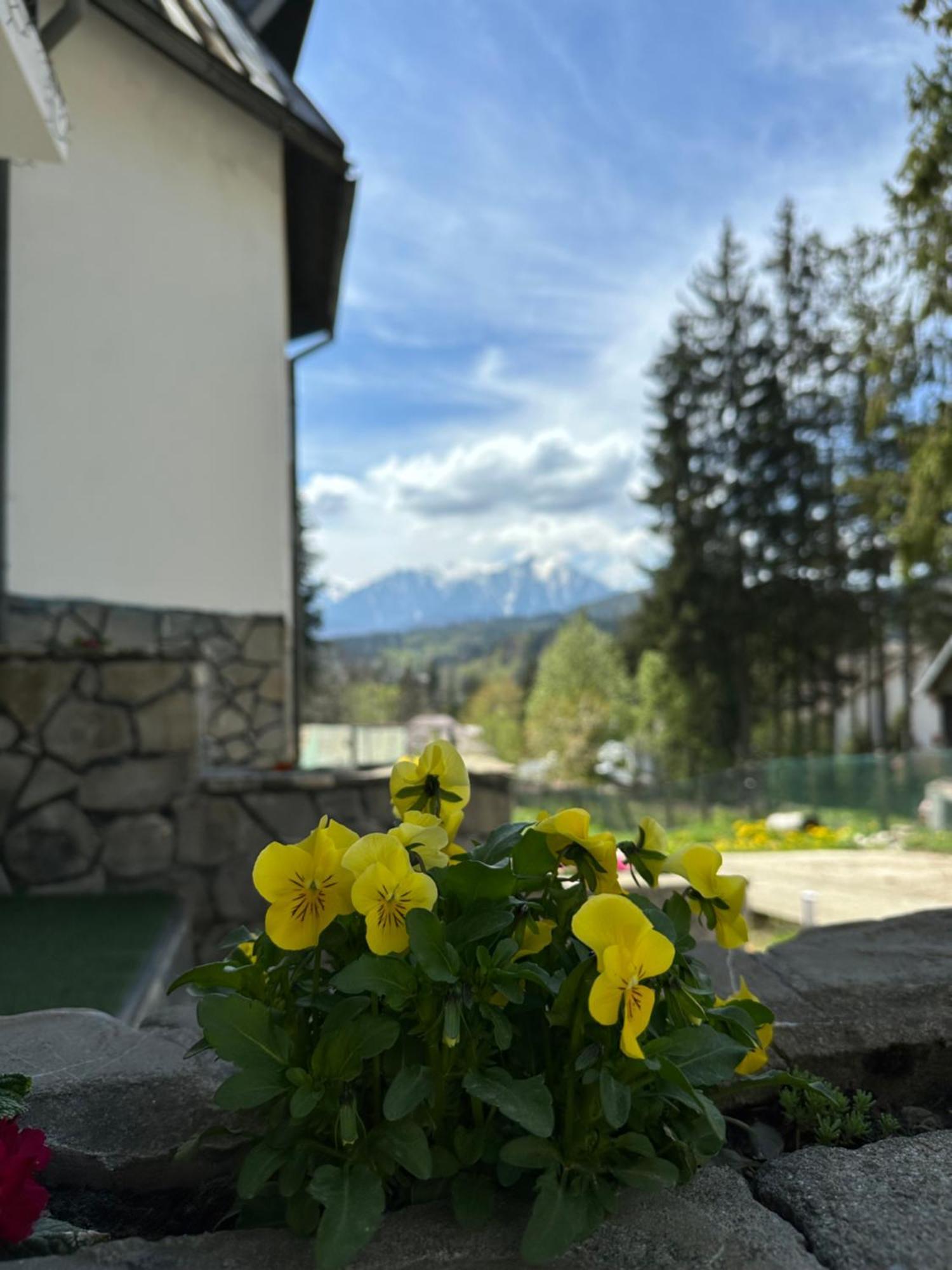 Pine Peak Apartments Predeal Εξωτερικό φωτογραφία