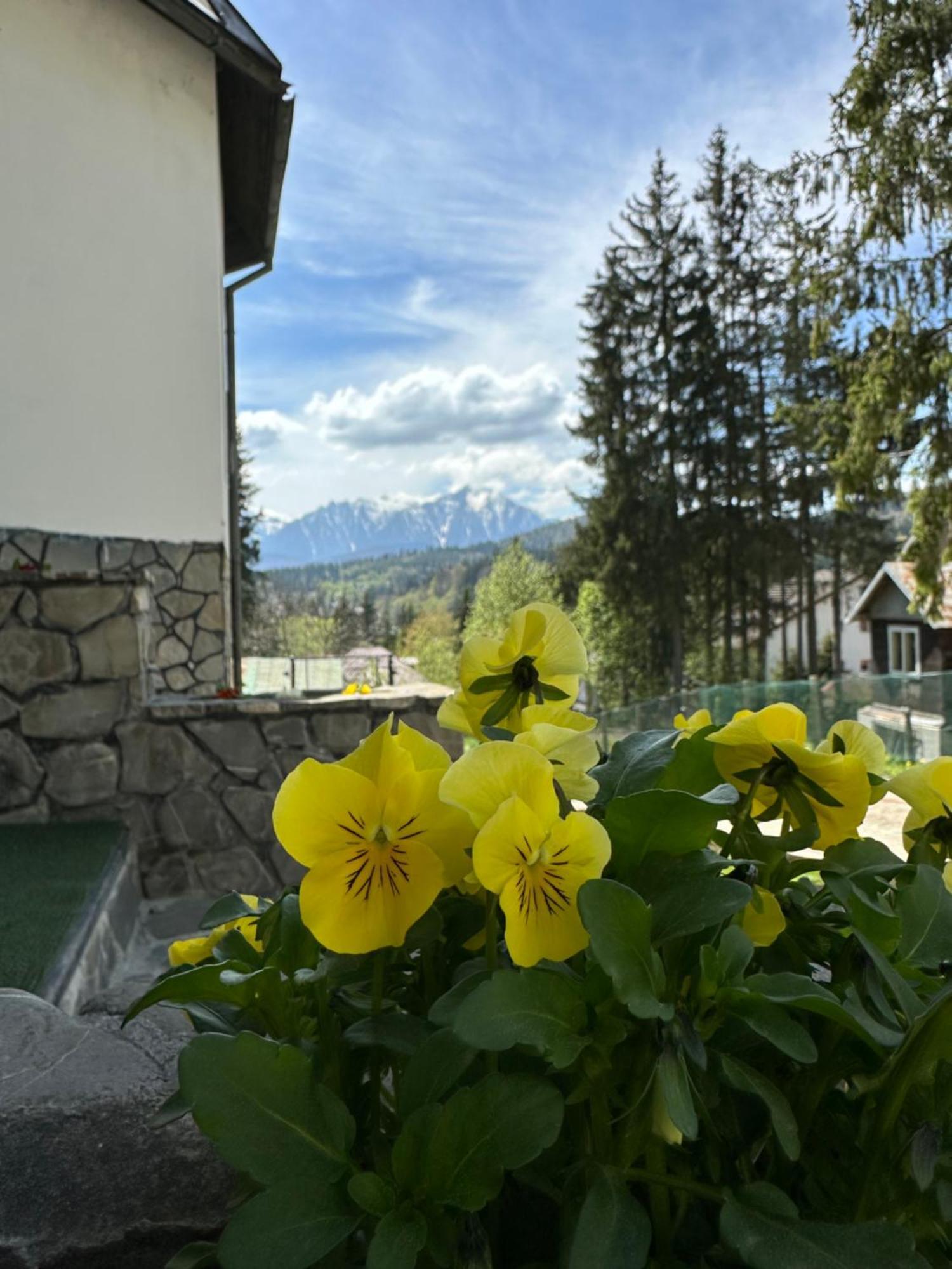 Pine Peak Apartments Predeal Εξωτερικό φωτογραφία