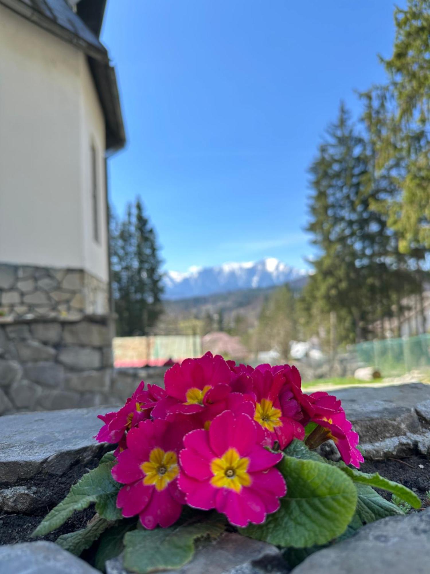 Pine Peak Apartments Predeal Εξωτερικό φωτογραφία